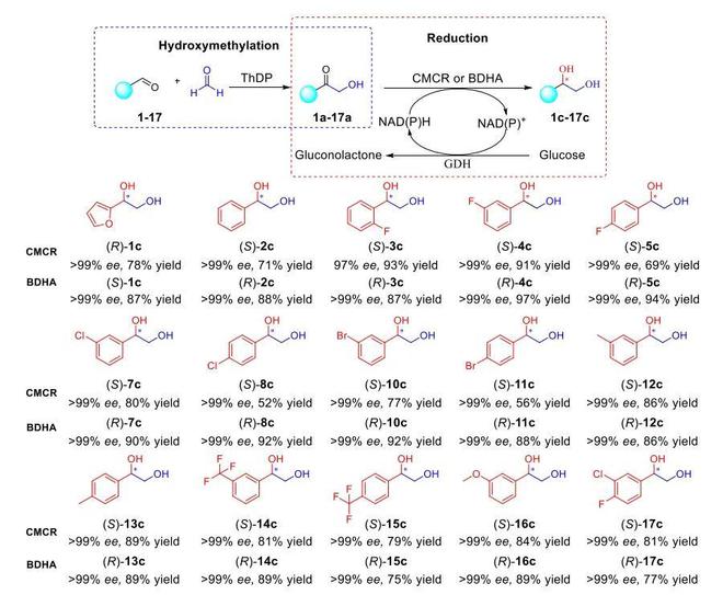 AG九游会天津工业生物所实现α-羟甲基酮化合物的高效可控合成(图3)